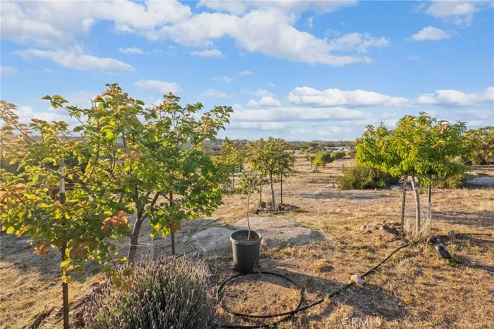 Lots of Beautiful Fruit Trees all Irrigated
