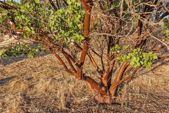 All Manzanilla are Pruned and Trimmed to Show their Beauty