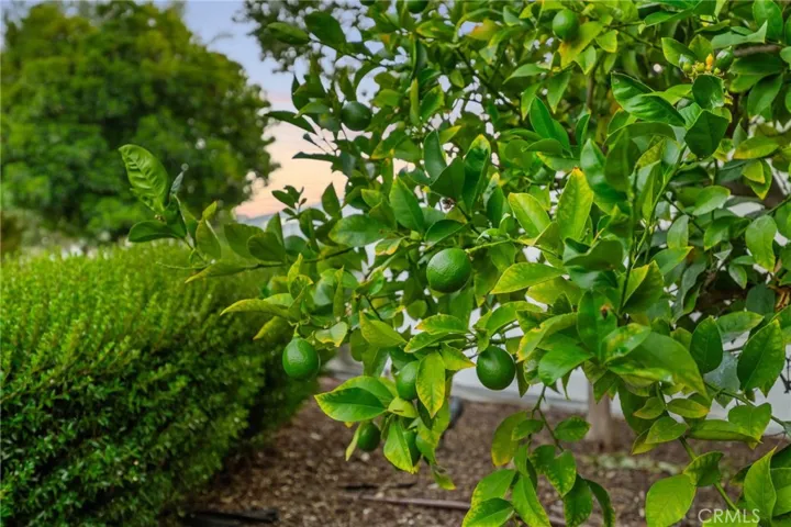 lime tree