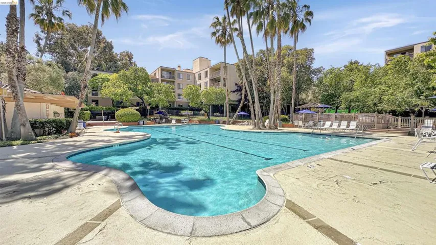 Expansive outdoor swimming pool with a curved border, surrounded by a concrete deck and mature palm trees