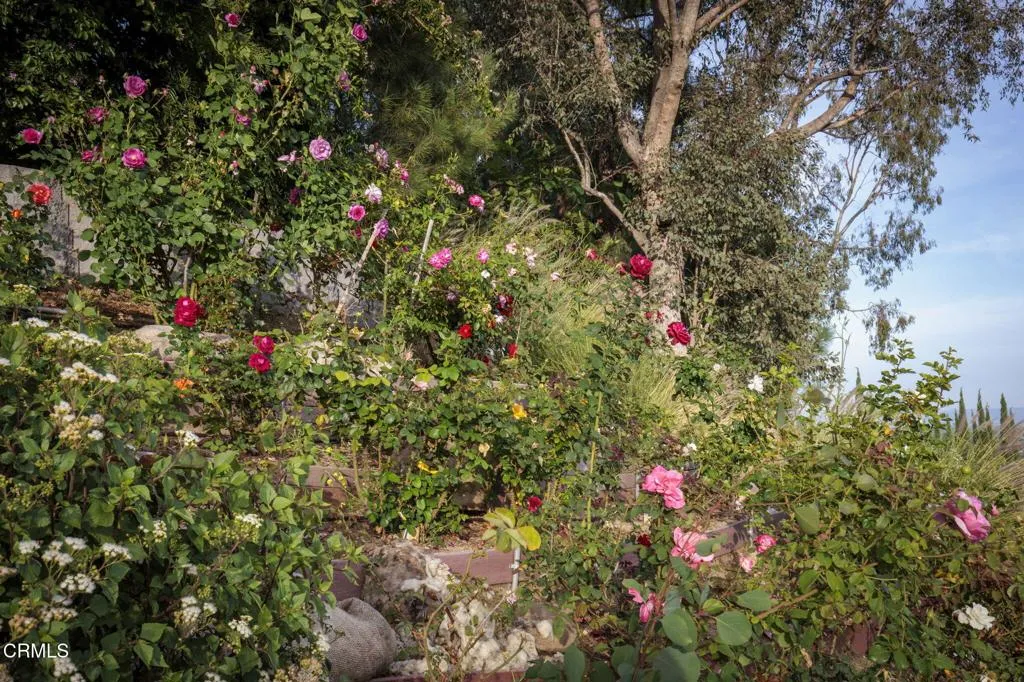 Rose Garden