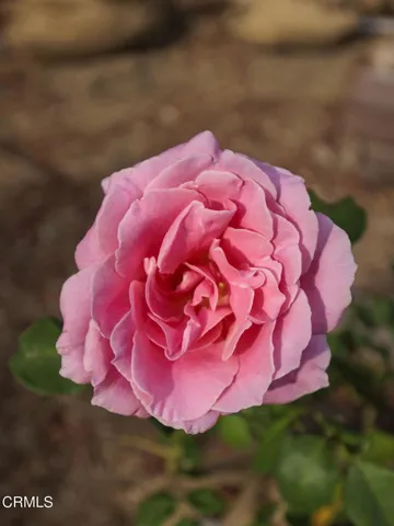 Rose Garden