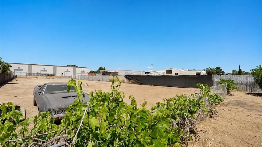 Back yard grape vines