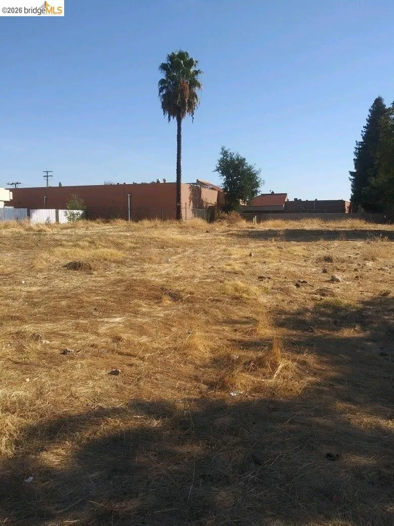 Expansive land parcel featuring a mature palm tree and natural ground cover