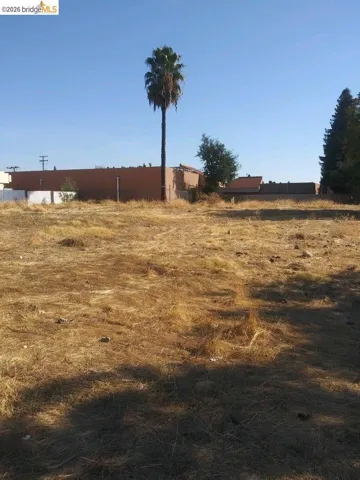 Expansive land parcel featuring a mature palm tree and natural ground cover
