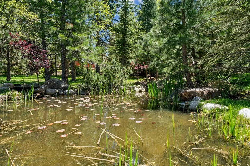 Pond