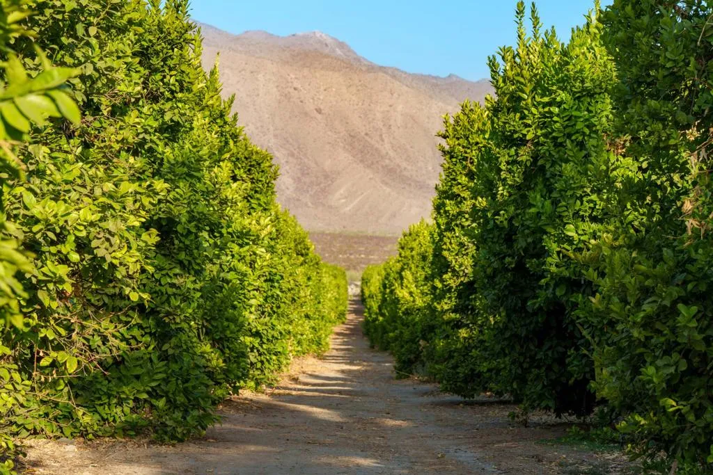98AC Lemon Ranch - Fillmore Street - Gro