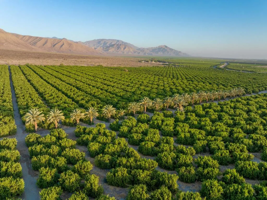 98AC Lemon Ranch - Fillmore St