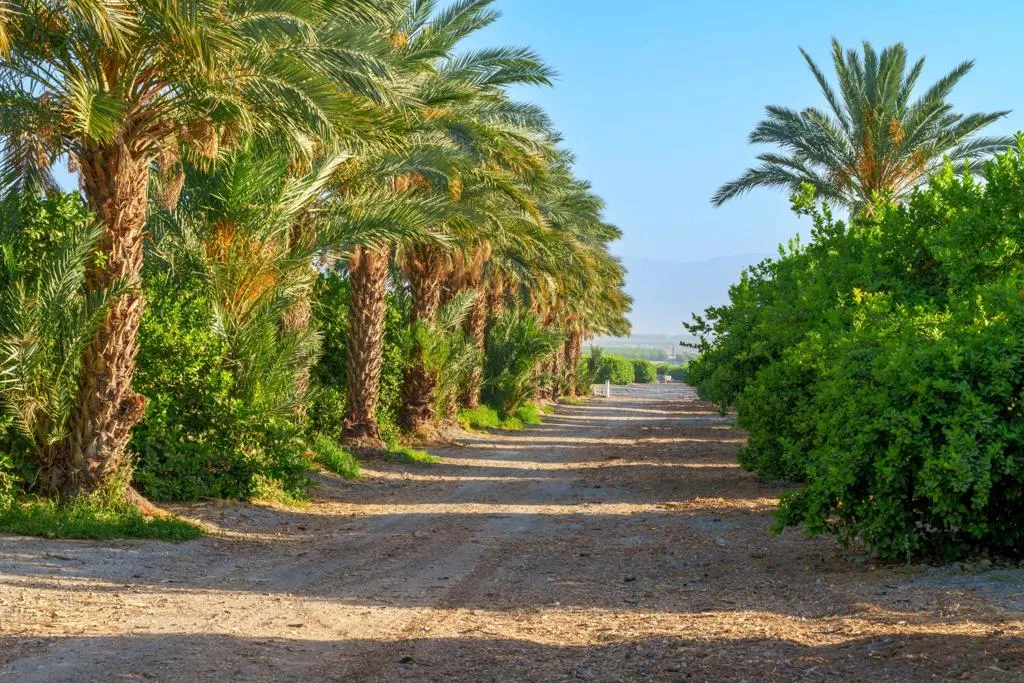 98AC Lemon Ranch - Fillmore Street - Gro