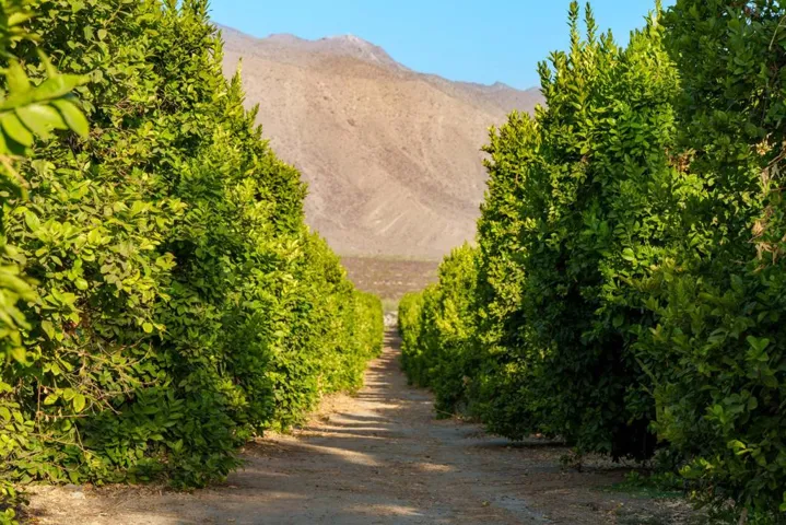 98AC Lemon Ranch - Fillmore Street - Gro