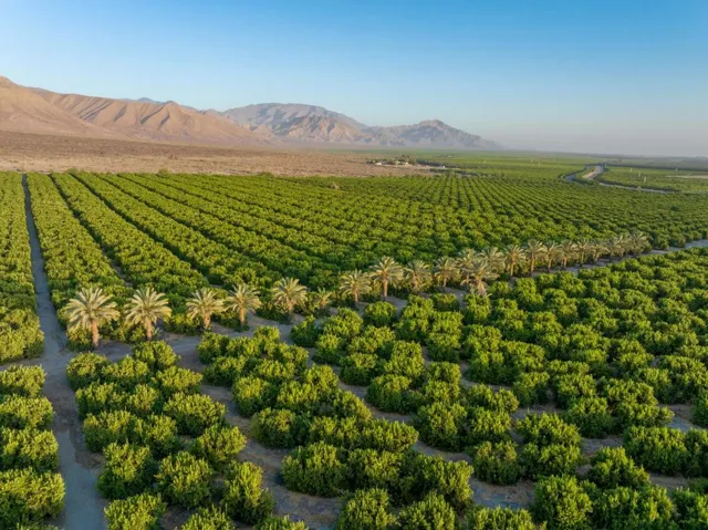 98AC Lemon Ranch - Fillmore St
