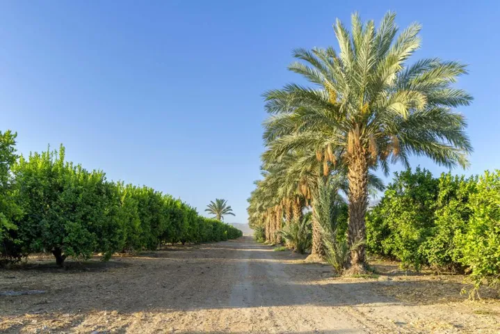 98AC Lemon Ranch - Fillmore Street - Gro