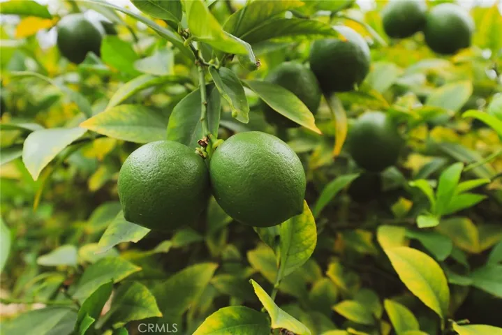 Mature Meyer lemon tree