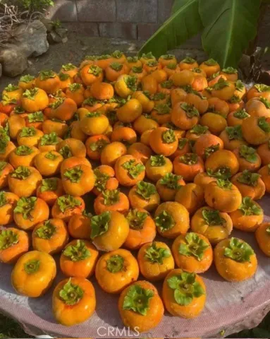 One of the yearly persimmon harvest