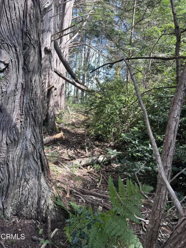 Cypress Tree near the West Boundary