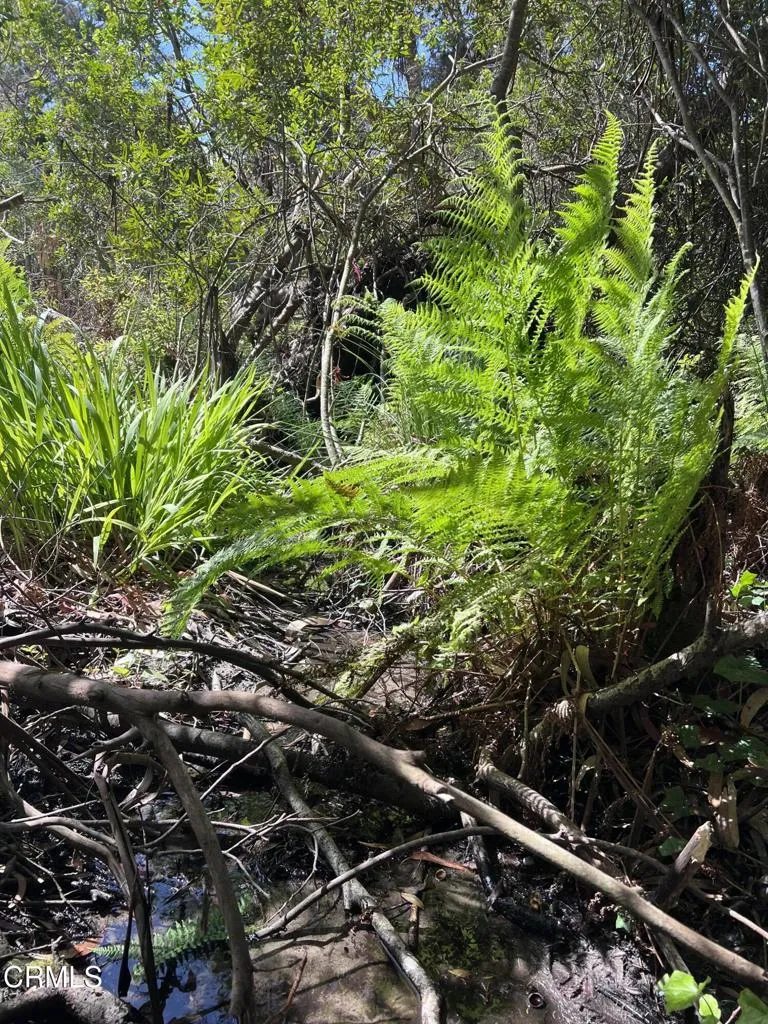 Small Creek near the East Boundary