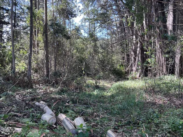 Have your own forest!