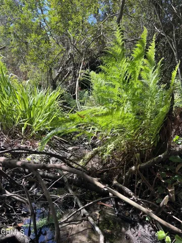 Small Creek near the East Boundary