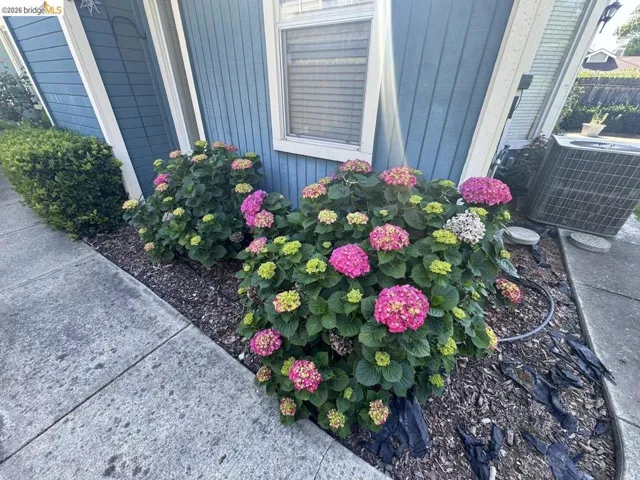 Landscaped exterior featuring mature hydrangea bushes with vibrant blooms, manicured shrubbery, and wood chip ground cover