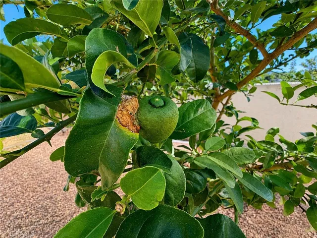 More fruit trees, all on a drip irrigation
