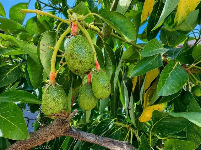 One of many different fruit tree varieties at the fenceline for your culinary pleasure