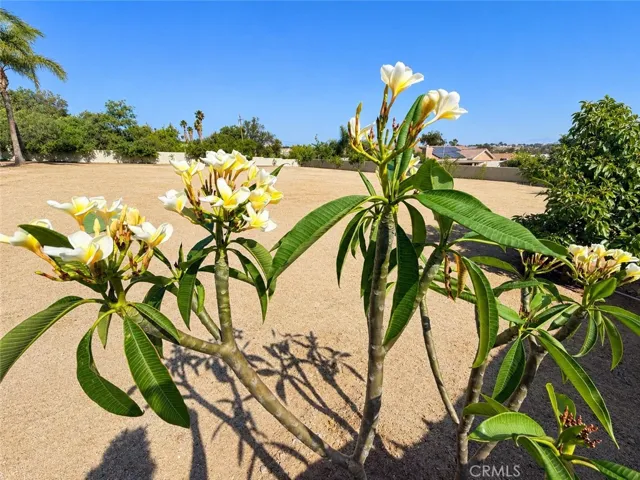 Plumeria, one of many flowering shrubs
