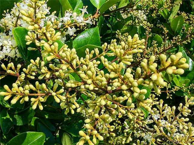 Flowering shrubs at the fenceline for beauty and privacy