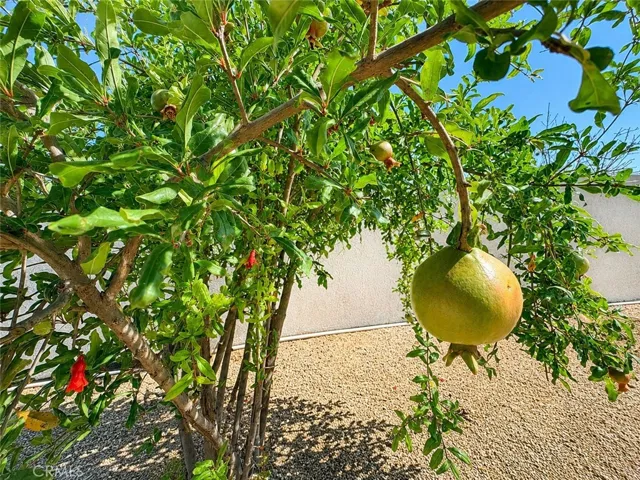 Pomegranate tree