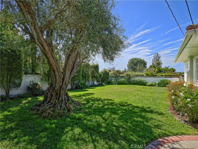 Backyard Lawn