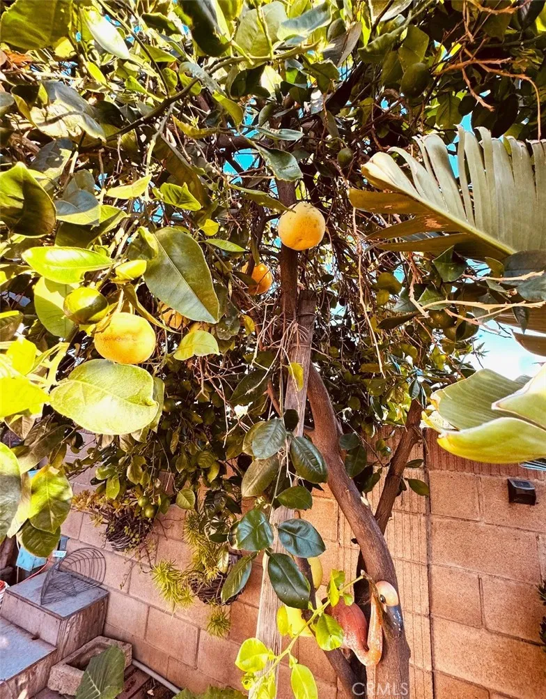 grapefruit