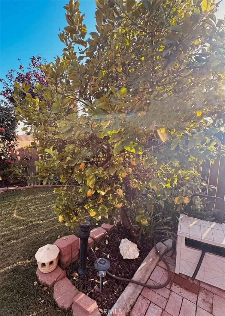 lemon tree