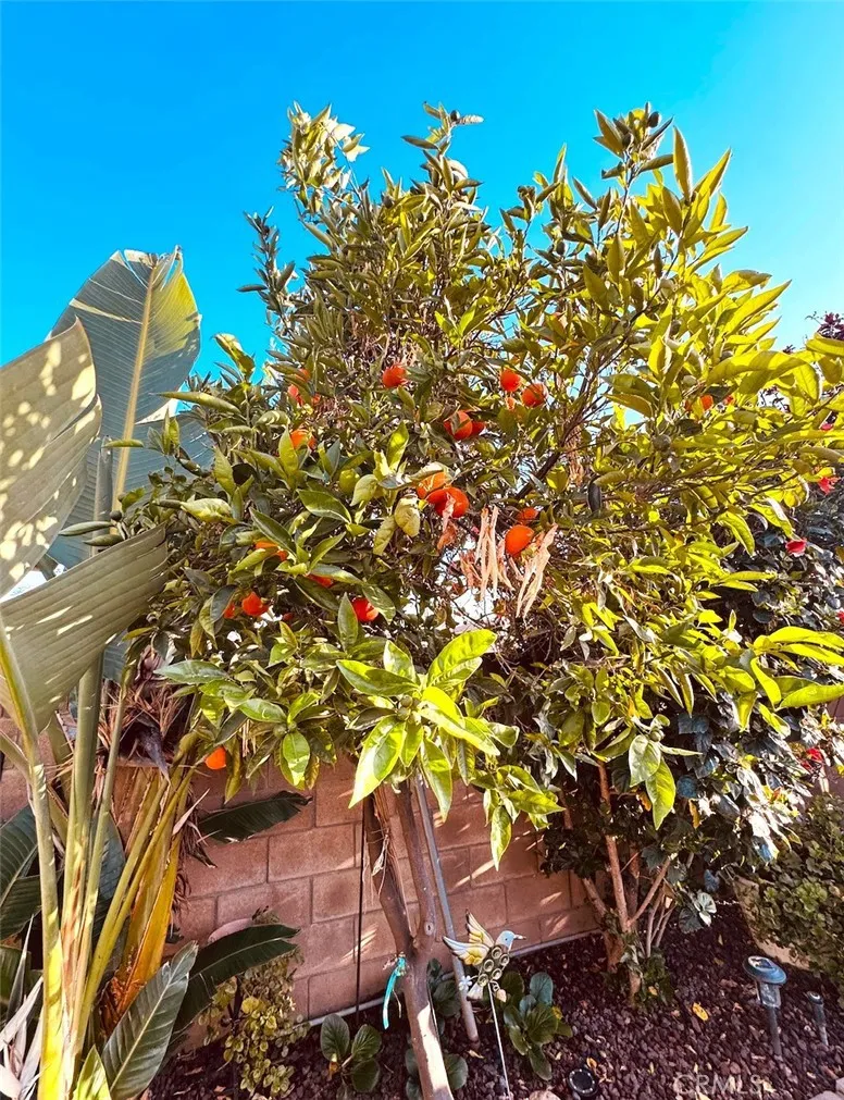 mandarin tree
