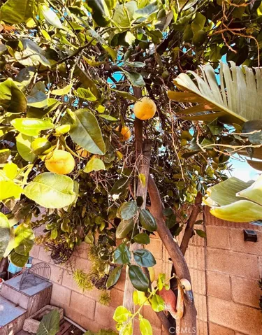 grapefruit