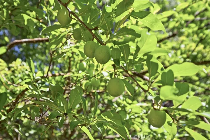 Apricots will be ready when you move in!