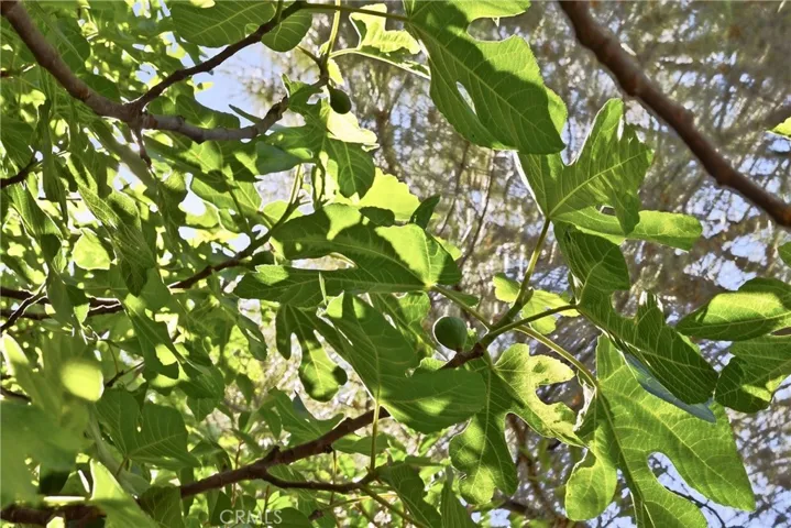 Giant fig tree on the side of the house.