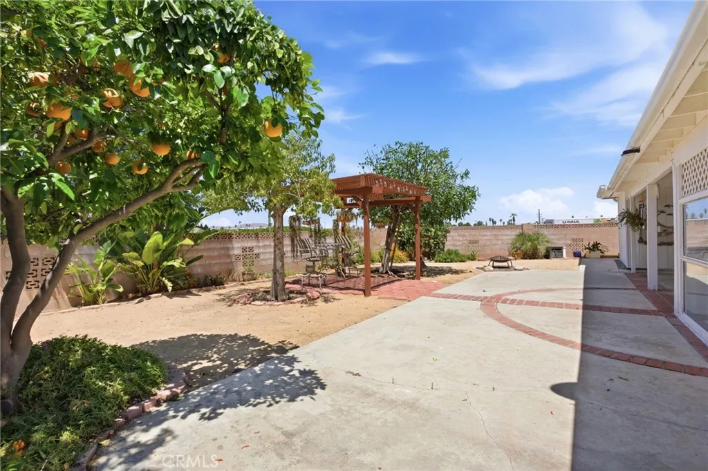 Orange Tree in your large backyard
