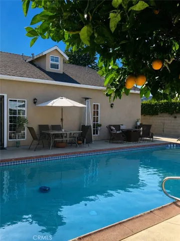 Orange trees