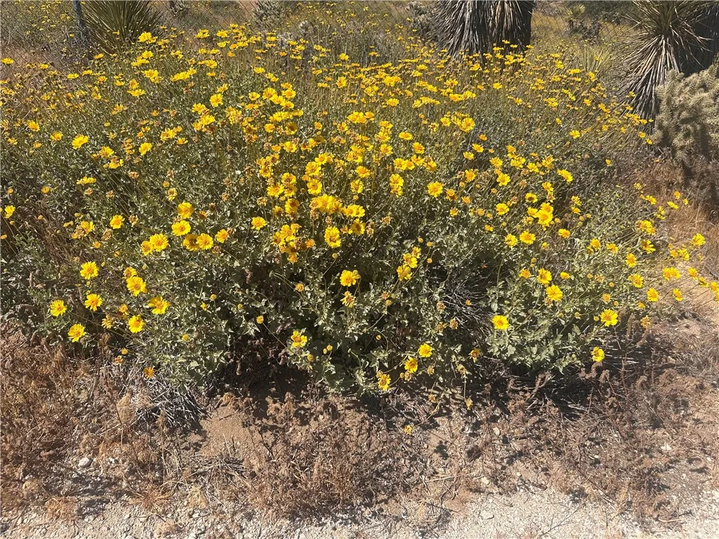 Wildflowers