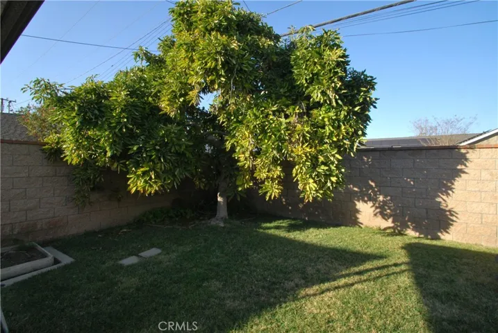 Mature Avocado Tree