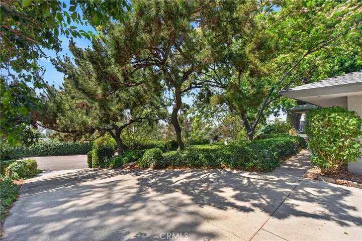 Driveway amongst the layered trees