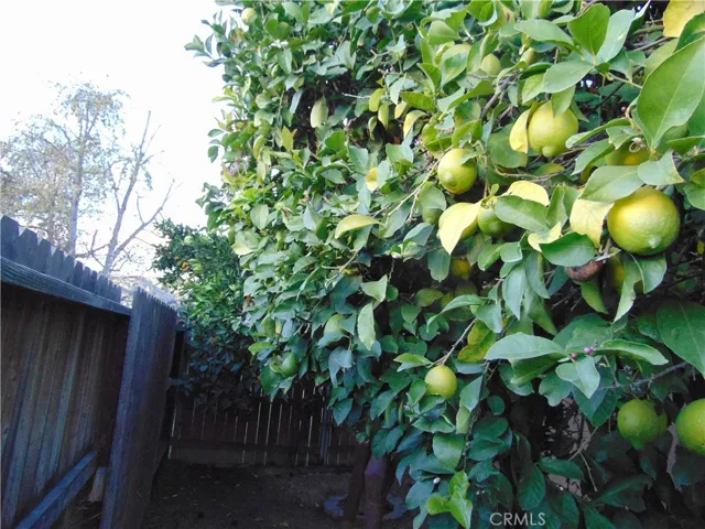 fruit trees