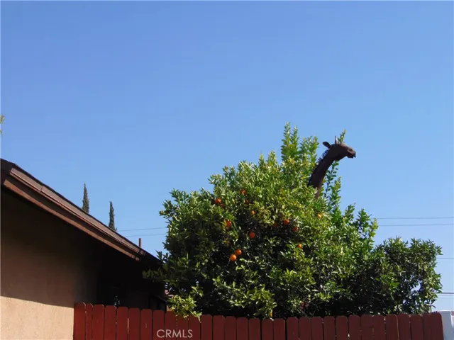 Giraffe seen from street