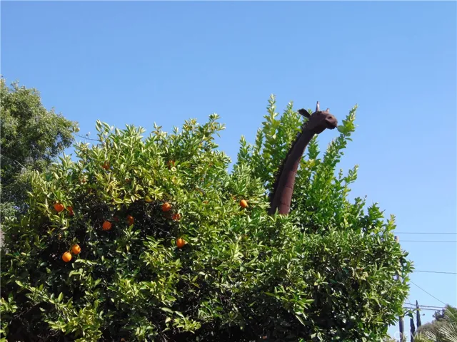 Giraffe looking above fruit trees at neighbors