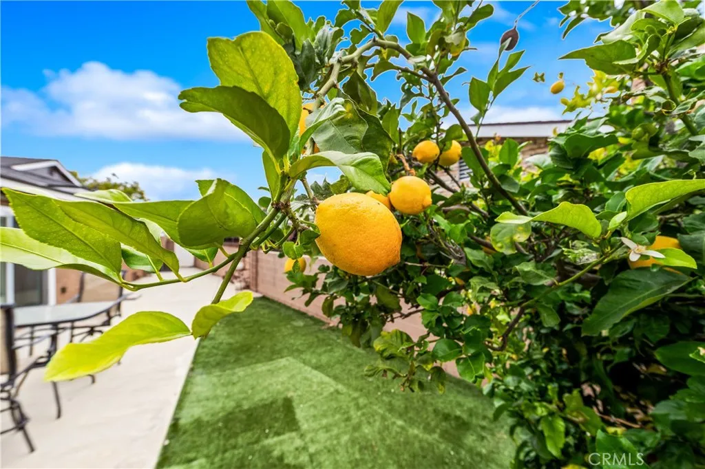 Fruit trees in yard