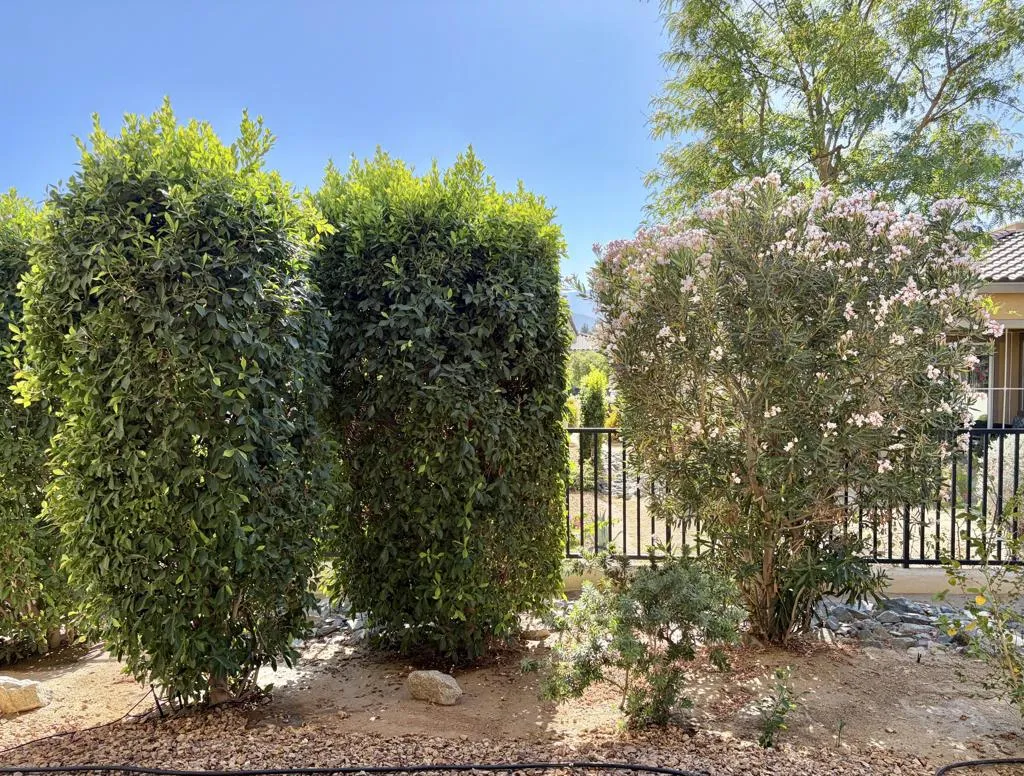 Patio Foliage