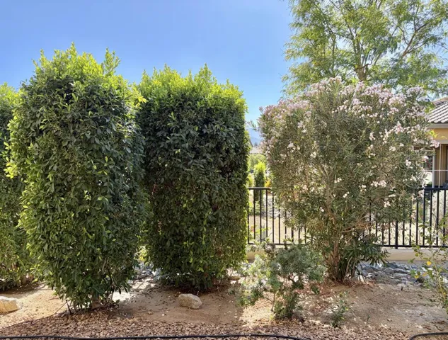 Patio Foliage