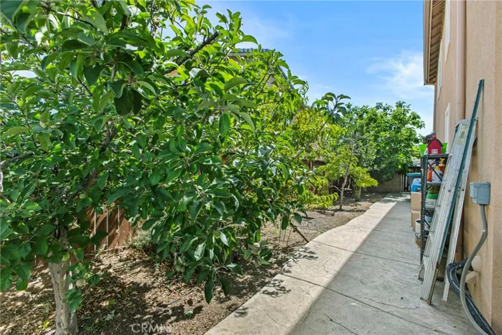 Side yard citrus trees