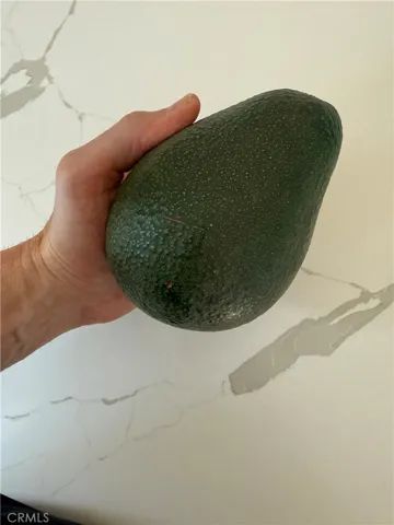Avocado from backyard: in the hand of a 6'0" man