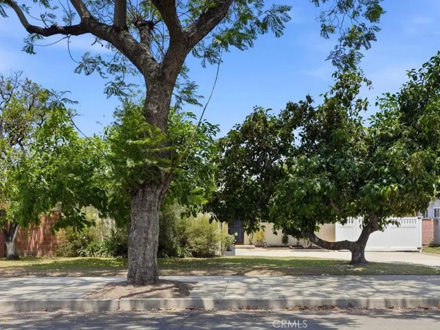 Mature Fuerte and Hass Avocado Tree