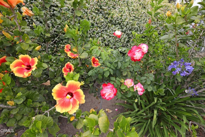 Back Garden